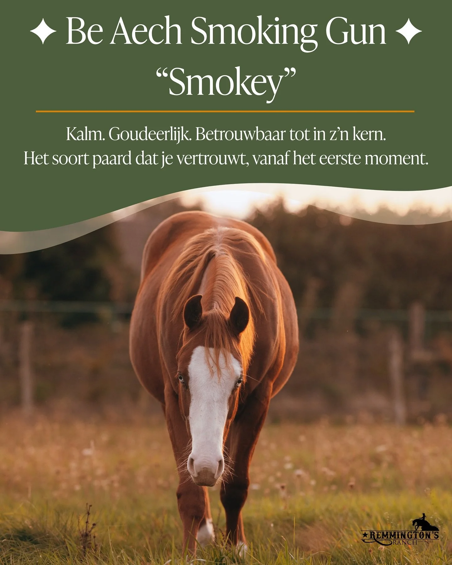 Bekijk in de foto&rsquo;s het verhaal van &ldquo;Smokey&rdquo; Be Aech Smoking Gun.
Geboren 21 mei 2024 &ndash; Ruin &ndash; AQHA ingeschreven &ndash; 6 panel clean

Een jonge krachtpatser met een kalme uitstraling
en een goudeerlijk karakter.

Sterk