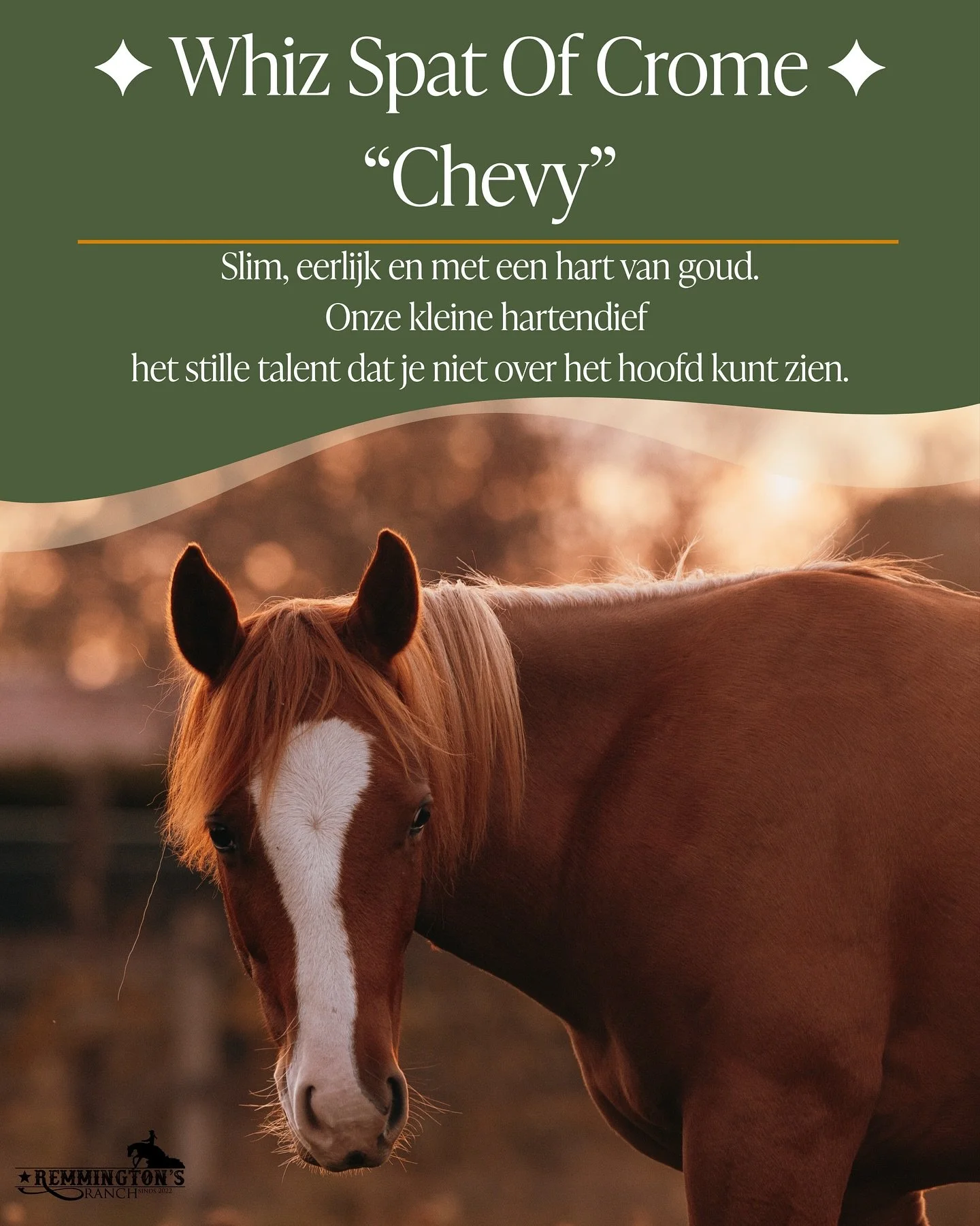 Bekijk in de foto&rsquo;s het verhaal van &ldquo;Chevy&rdquo; Whiz Spat Of Crome.
Geboren 3 juni 2024 &ndash; Ruin &ndash; AQHA ingeschreven &ndash; 6 panel clean

Een slimme, stabiele jongeman met reiningkwaliteit in z&rsquo;n bloed.

Rustig, gevoel