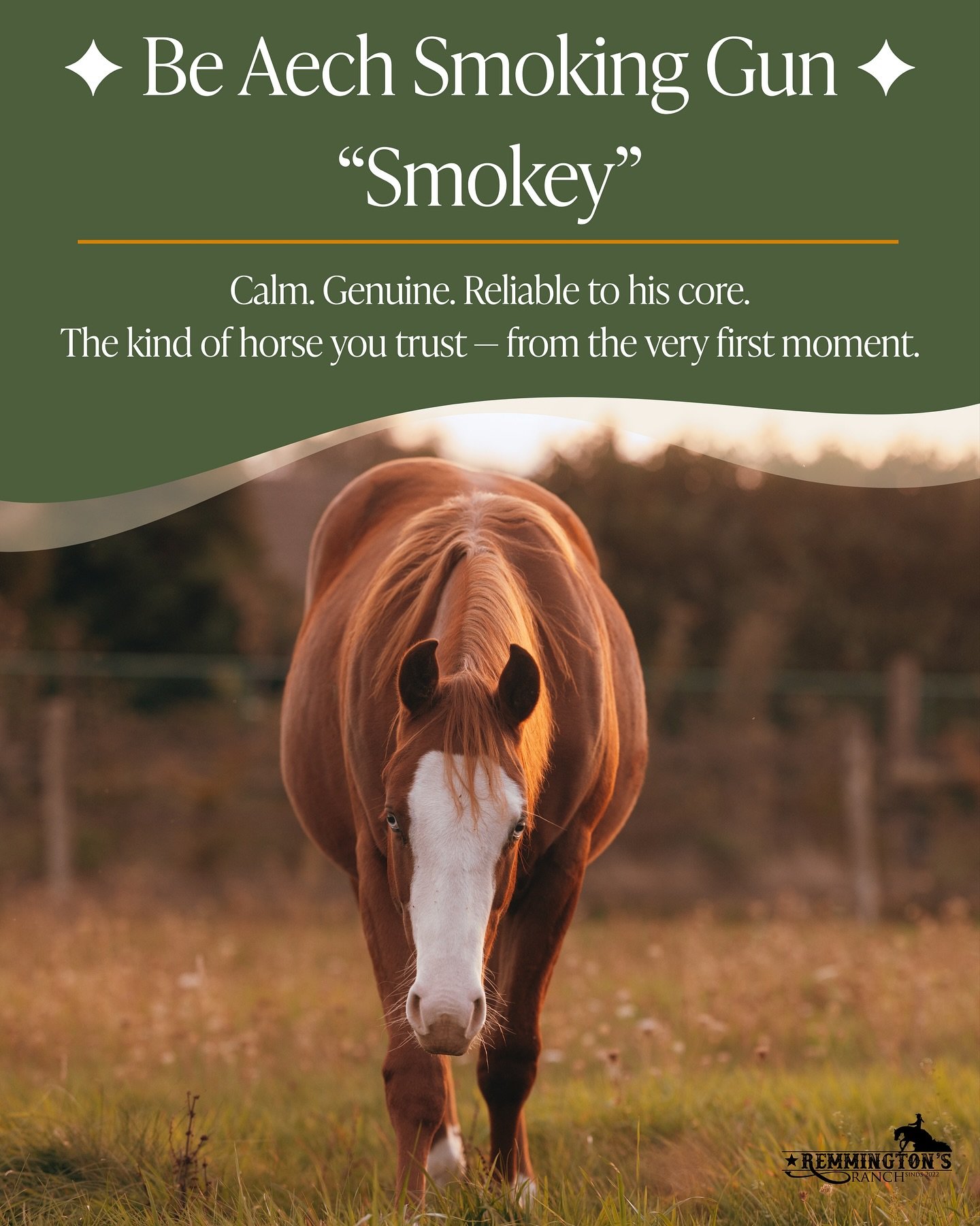 View the photos to discover the story of &ldquo;Smokey&rdquo; &ndash; Be Aech Smoking Gun.

Born May 21, 2024 &ndash; Gelding &ndash; AQHA registered &ndash; 6 Panel Clean

A young powerhouse with a calm presence
and a heart of pure honesty.
Strong, 