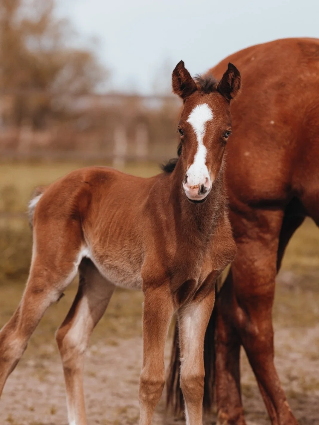 Welkom, Roxy ✦
Tricked Out Sparkle
8 april, klaarlichte dag. Haar moeder deed het werk, de kudde keek toe, en dаar stond ze, sterk, gezond, en al helemaal zichzelf.
Dochter van Tricked Out Spook. We zijn benieuwd wie ze gaat worden.

&mdash;

Welcome