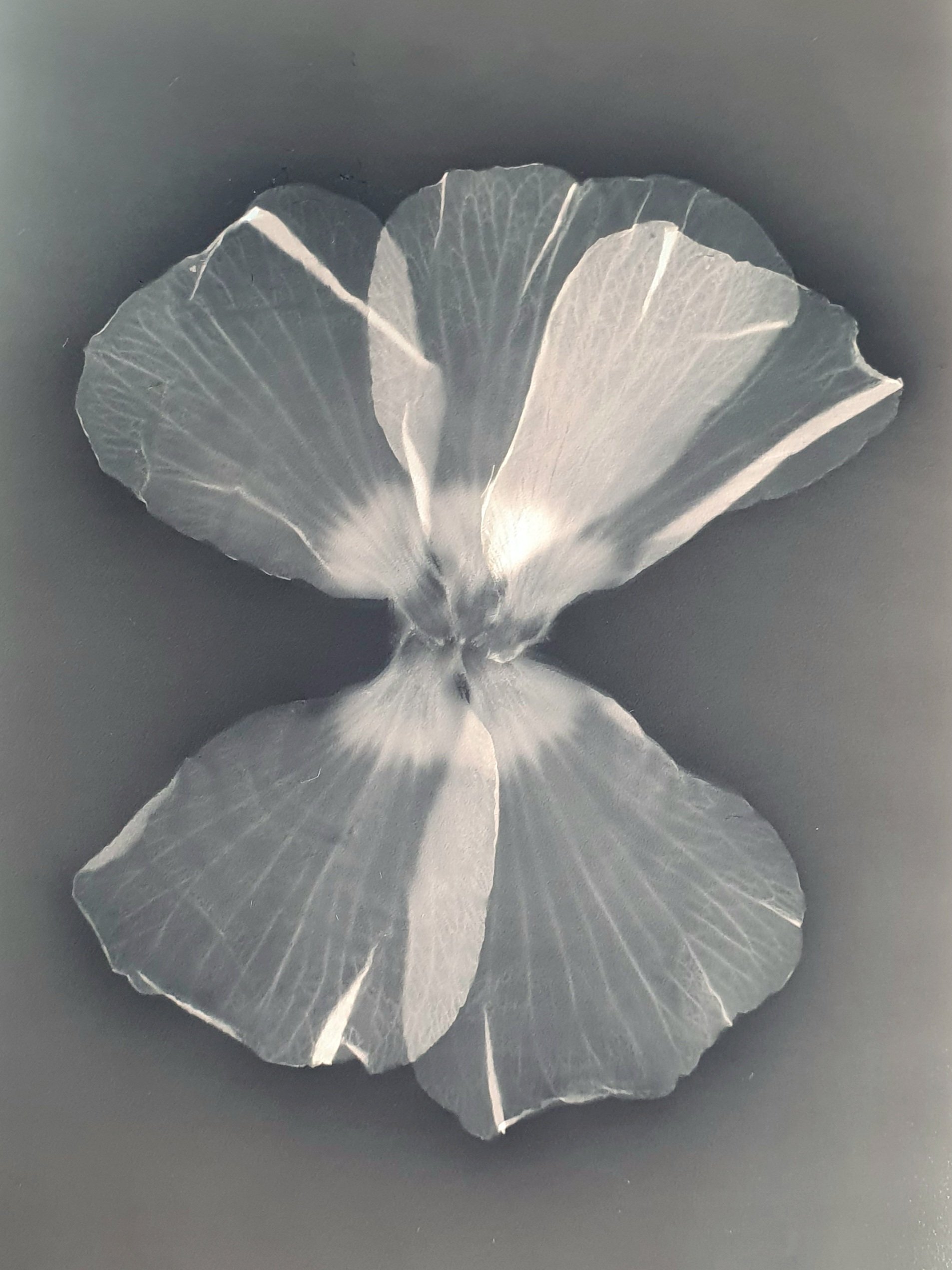 Celine_Pilch_Blumenkleid_Lumenprint_France_2024.jpg