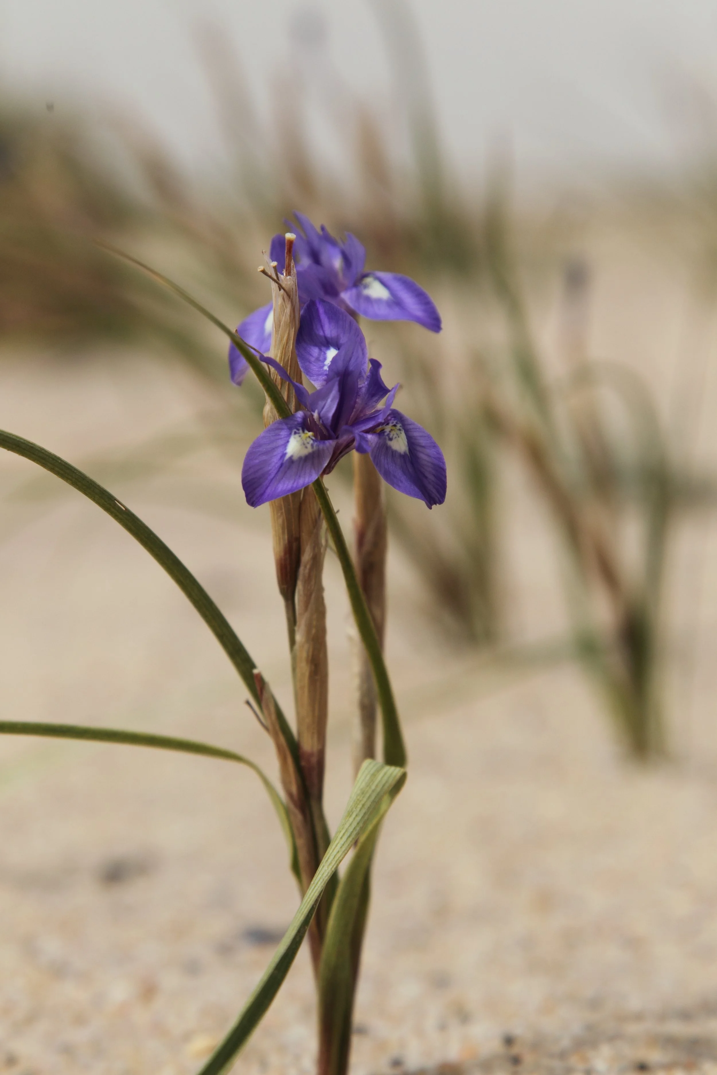 Moraea sisyrinchium  العنصيل
Credit: Ms. Nouf Alhashash