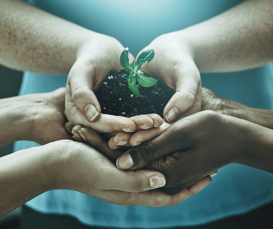 Multiple hands of diverse skin tones holding a small plant growing in soil.