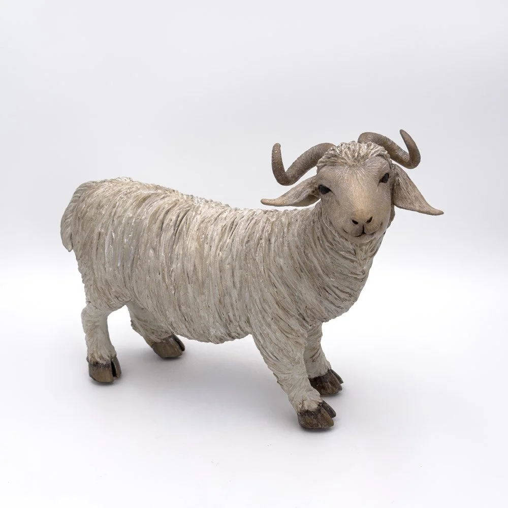 Angora Goat