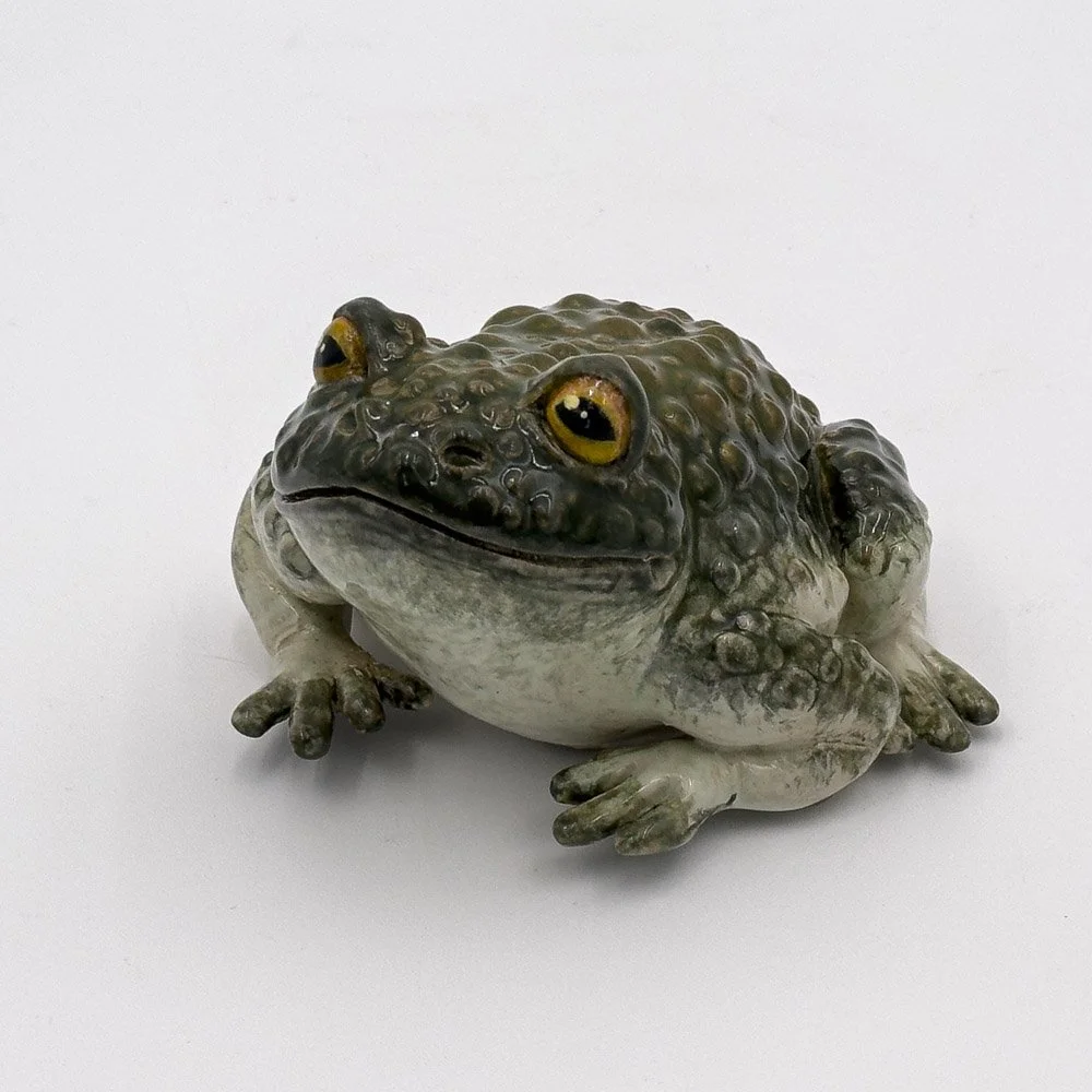 Sonoran Desert Toad