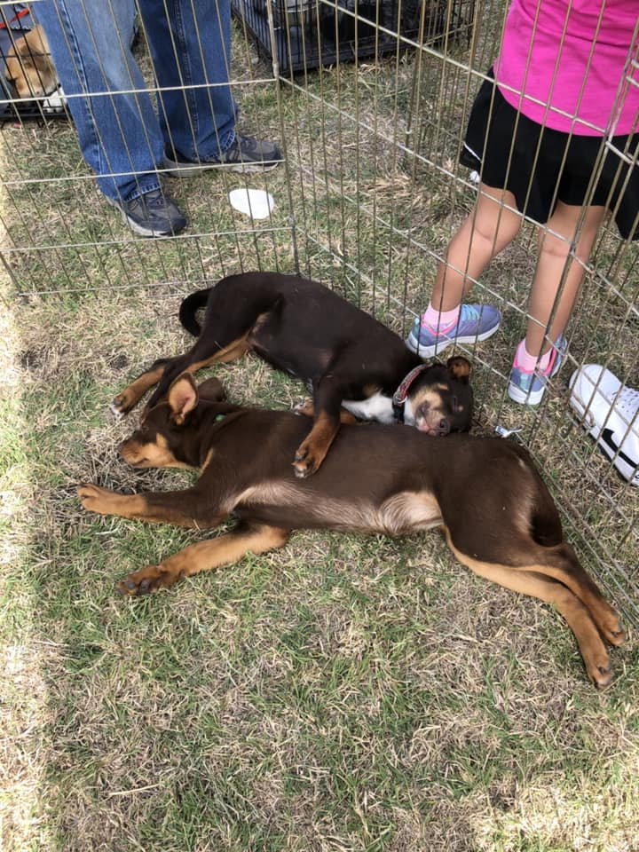 Animal Allies of Texas