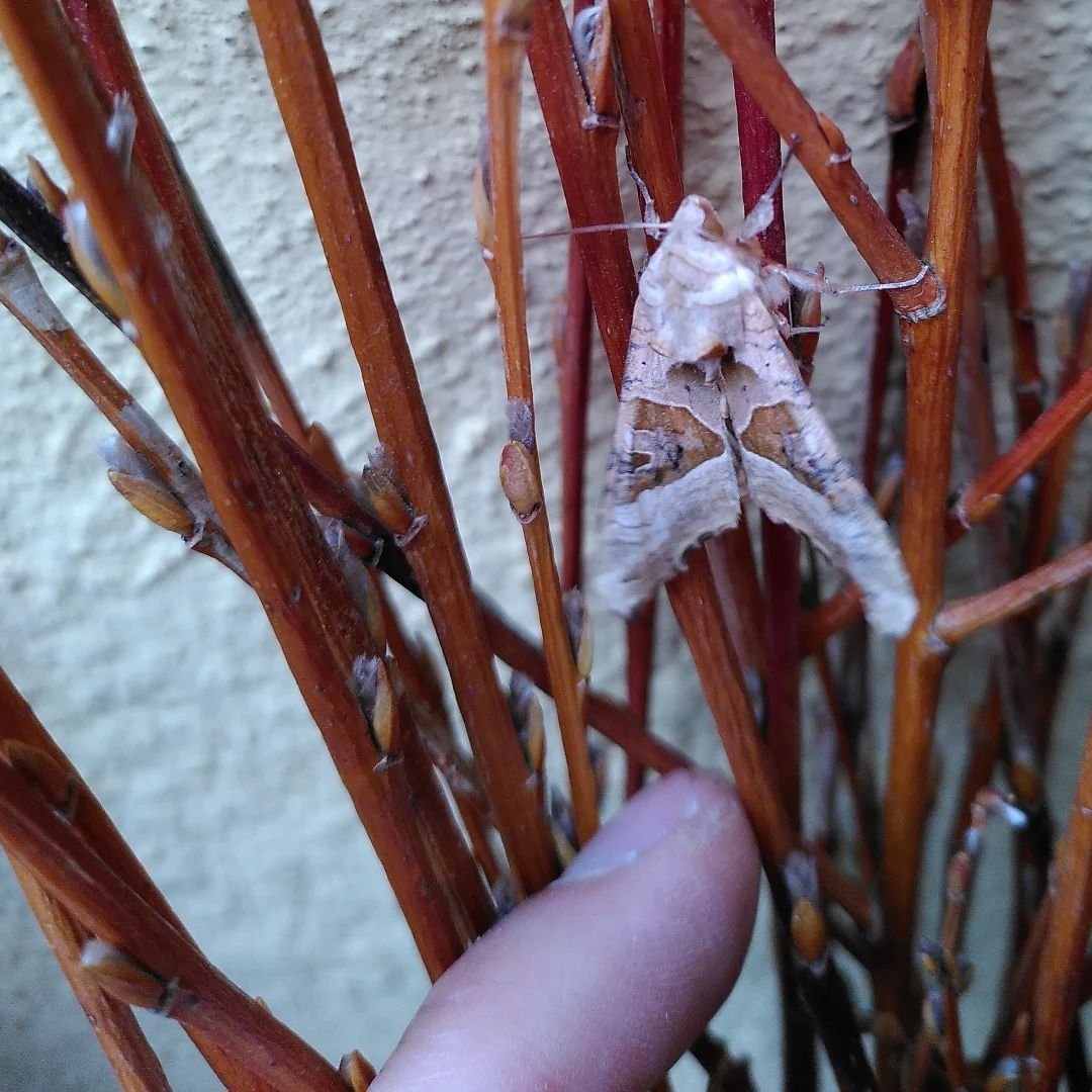 A little (big) friend hiding in my willow 🫣

#smallfriend