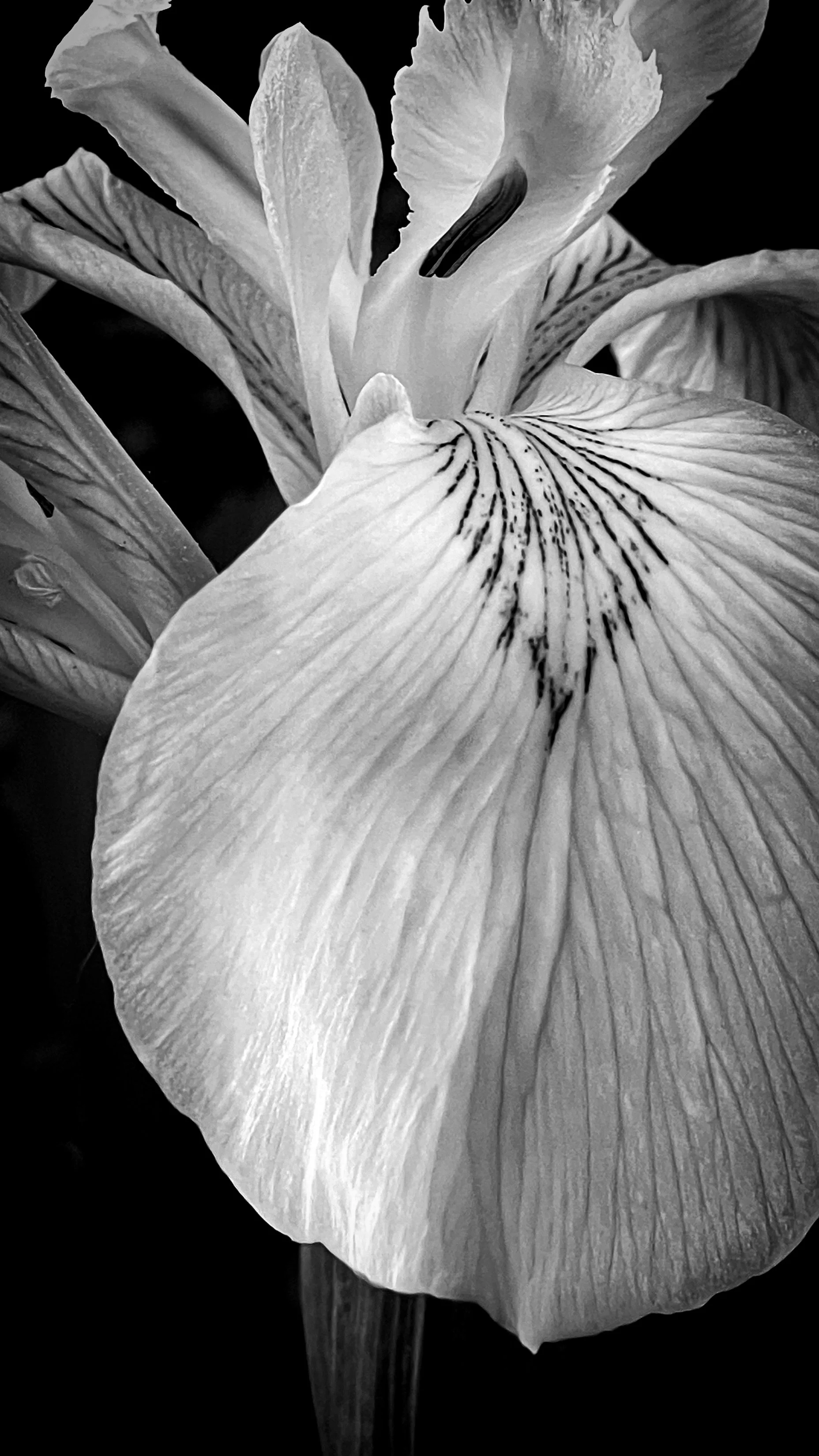 The Other Iris, 2023