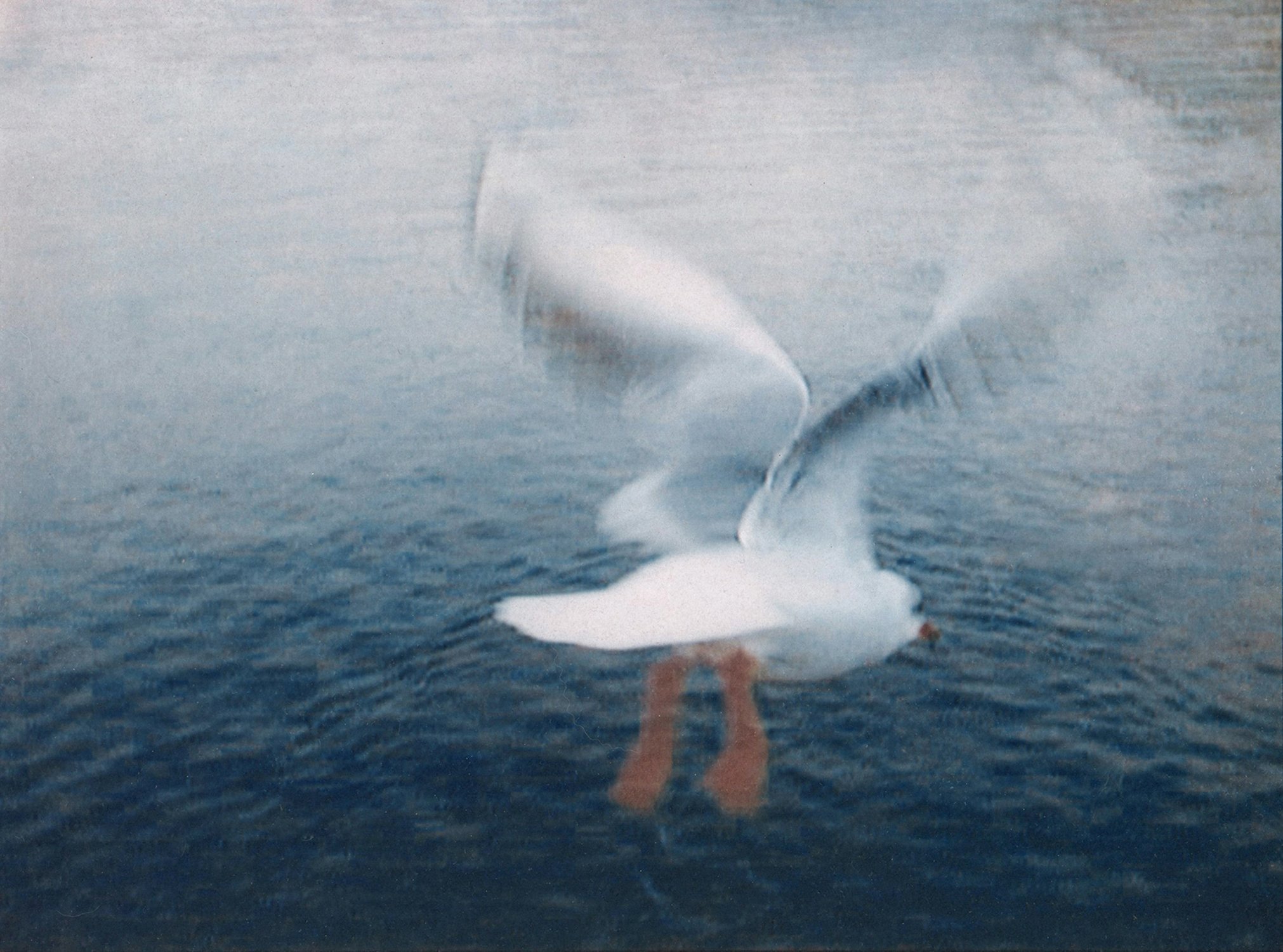 "Seagull" - Apple QuickTake 200 (0.3 megapixels), Tricolor Cyanotype