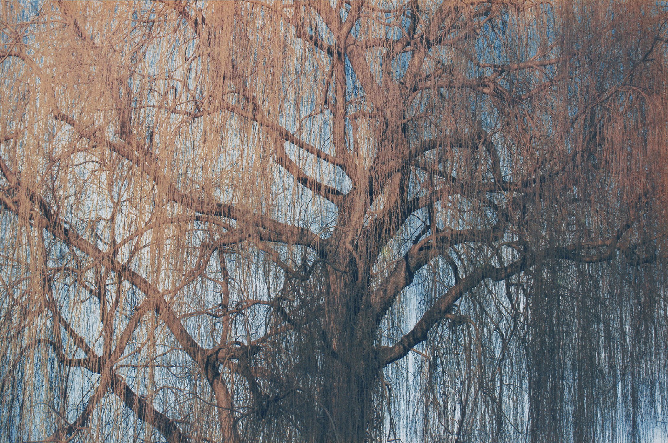 "Weeping Willow" Fujifilm TX10, Tricolor Cyanotype