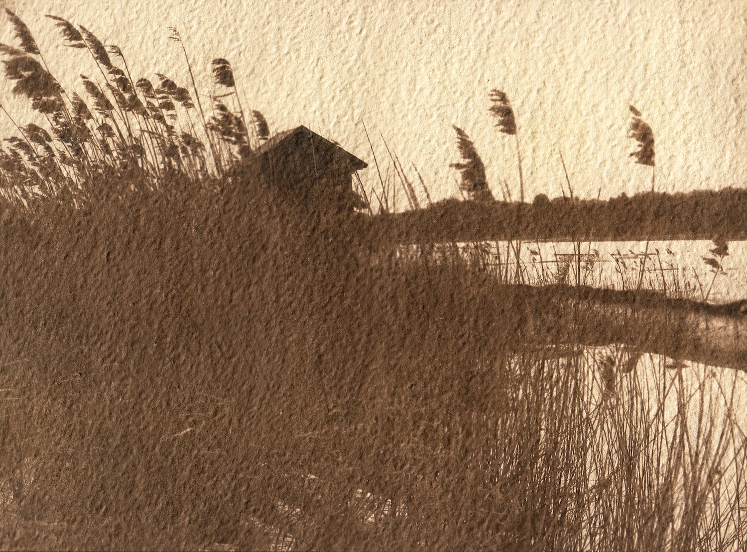 "Tysslinge Reeds" - Tea toned cyanotype