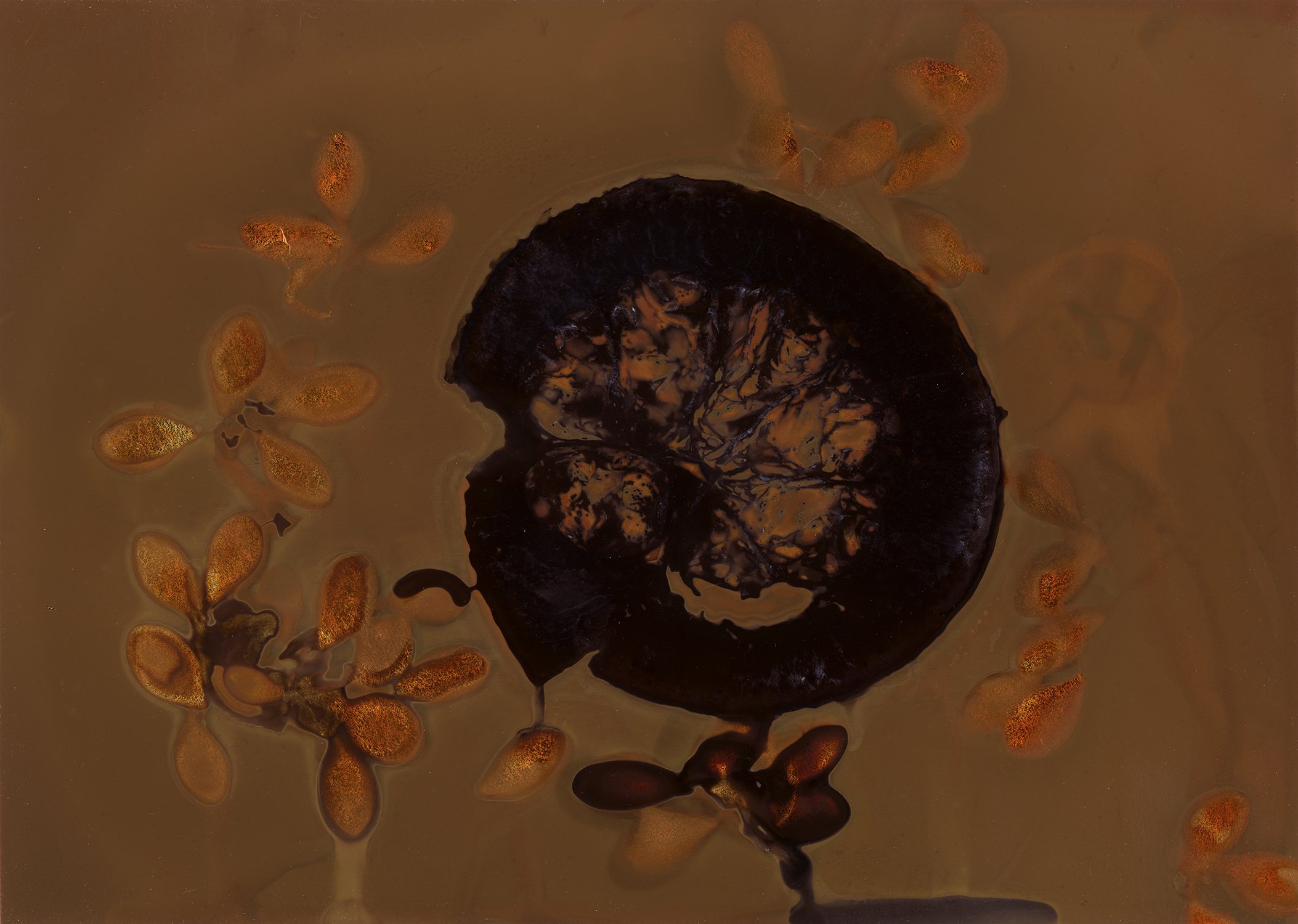 Phytogram 27, Backed with Gold Leaf, Botanical Series 2021
