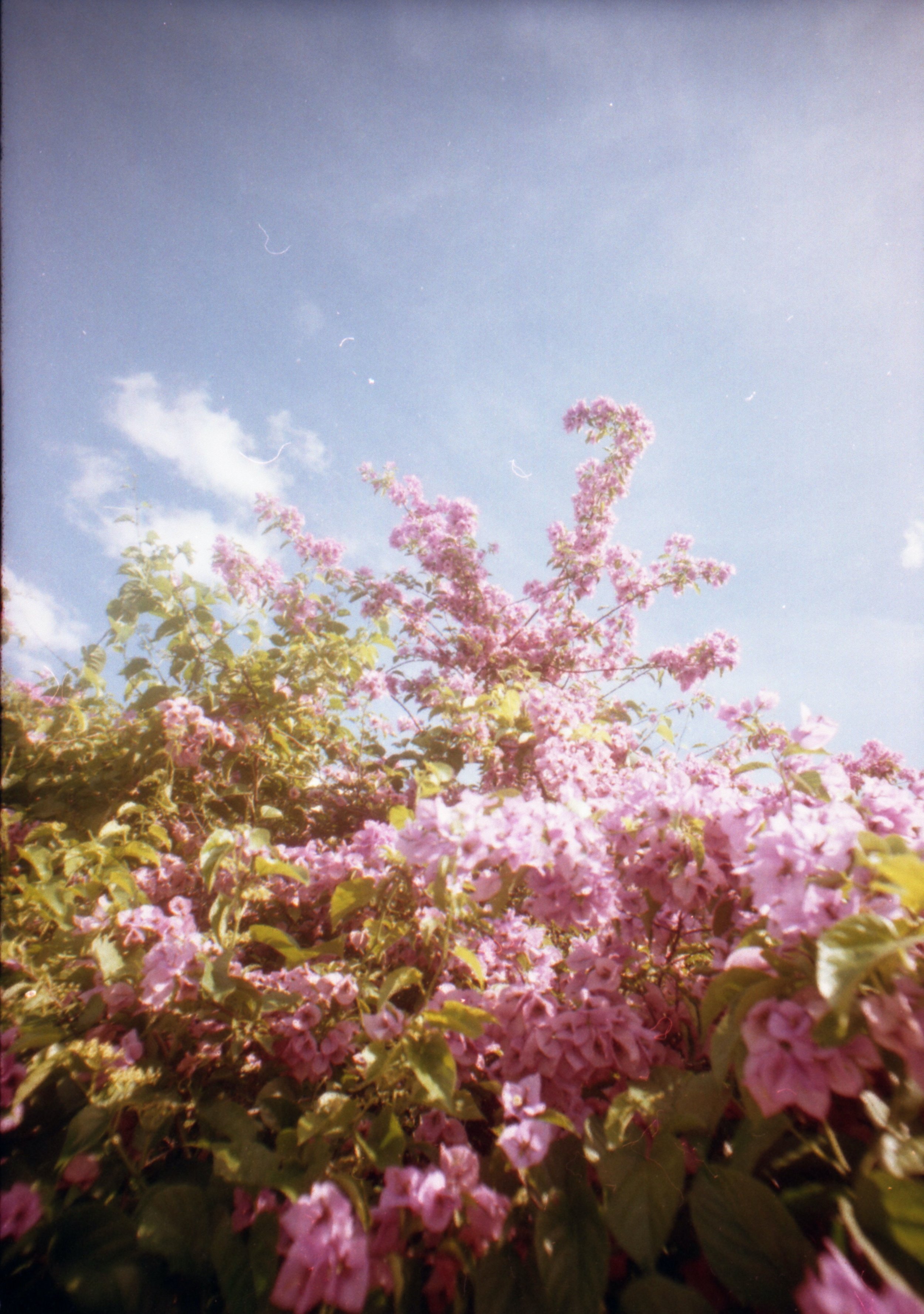 "Quando a cor rosa encontra o azul do céu"