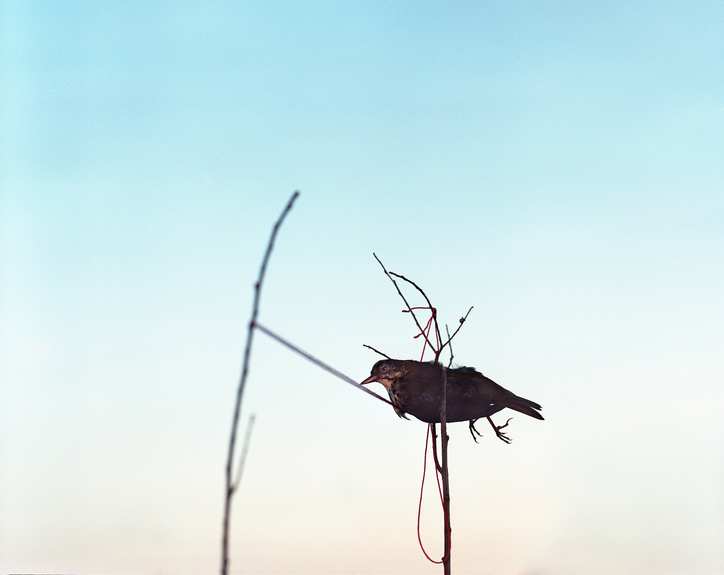 “Ovenbird” © Gracie Baer (Copy)