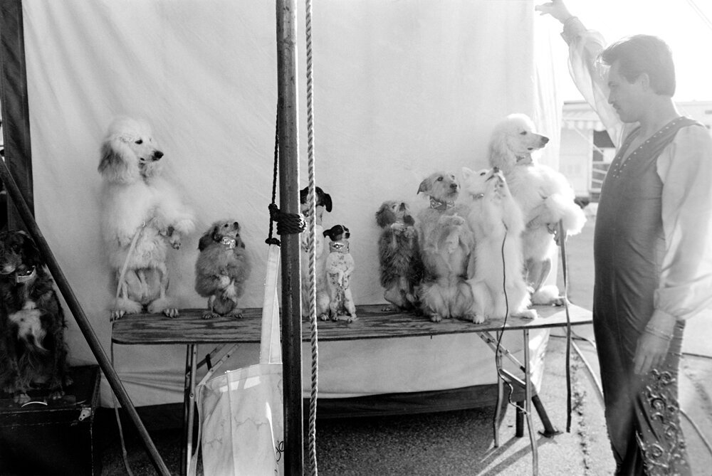  Backstage with a Dog Show circus act. The saying, “Dog and Pony Show” comes from the circus world. 