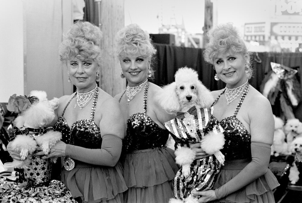  This poodle act was called “The Fabulous Darnells”, three sisters who look remarkably alike. 