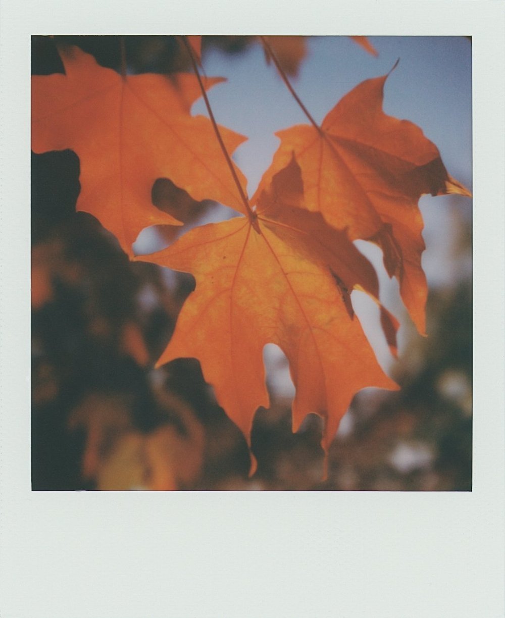 “Autumn Hue” by Casey Reit