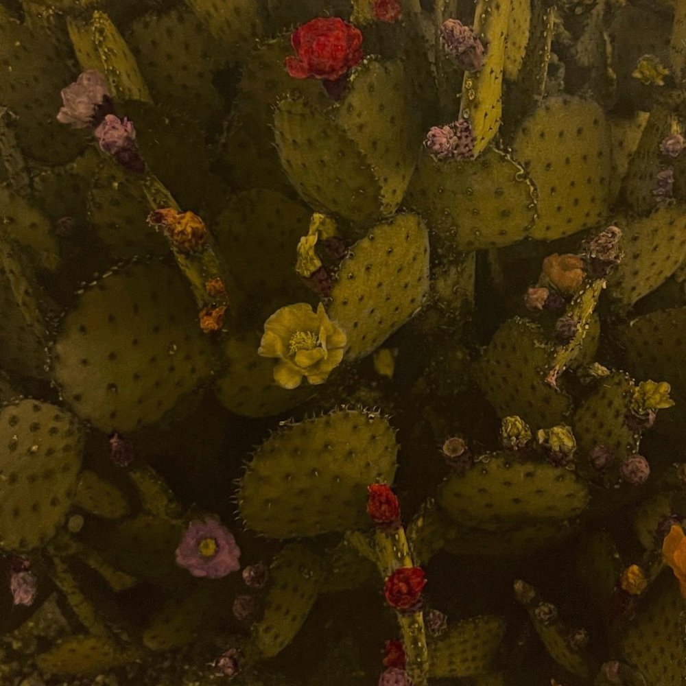 "Cactus Bloom, Tucson, Arizona 2014" by Ernesto Esquer