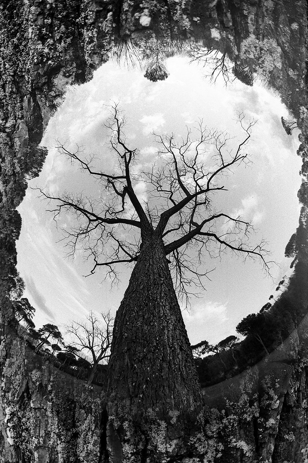 "Trees don't need eyes" by Homero Prodan