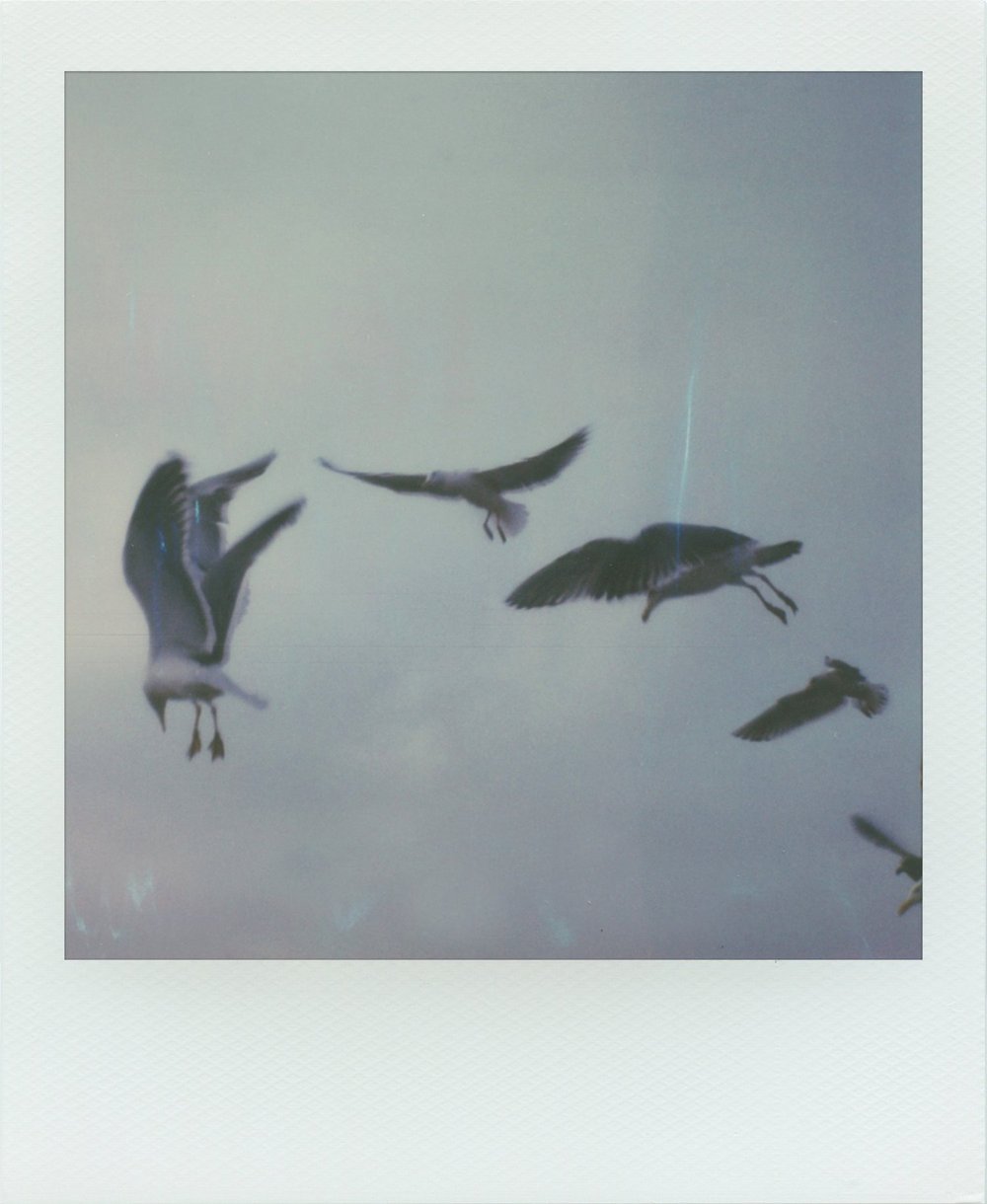 “Gulls” by Jamie Swick