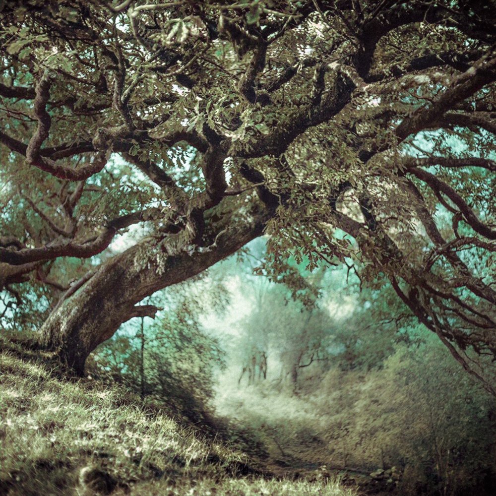 "The Forgotten Oak" by Robert Smith