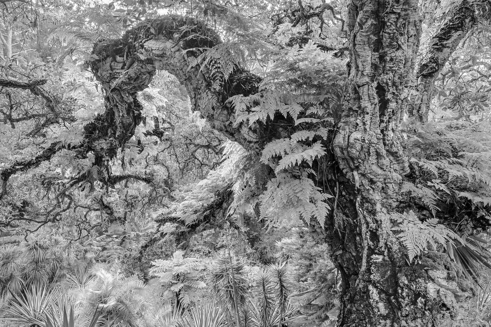 "Gnarled Cork Oak Tree, Monserrate Palace, Sintra," by Lynne Buchanan