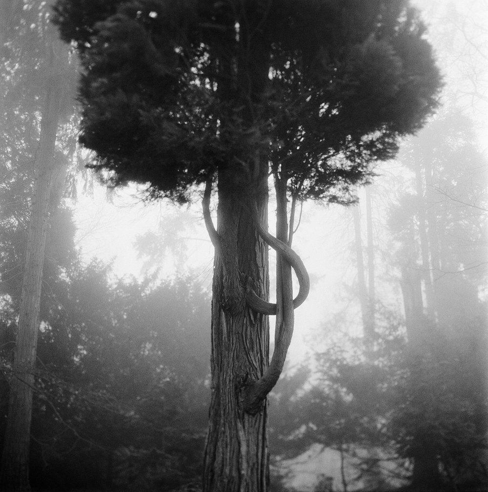 &nbsp;“Tree in the mist” by Joël Vingerling