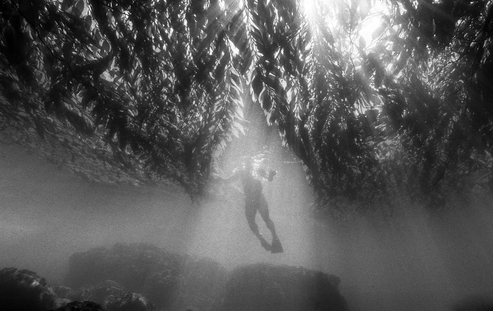 "Parting Kelp, Bufadora, Mexico" by Oriana Poindexter