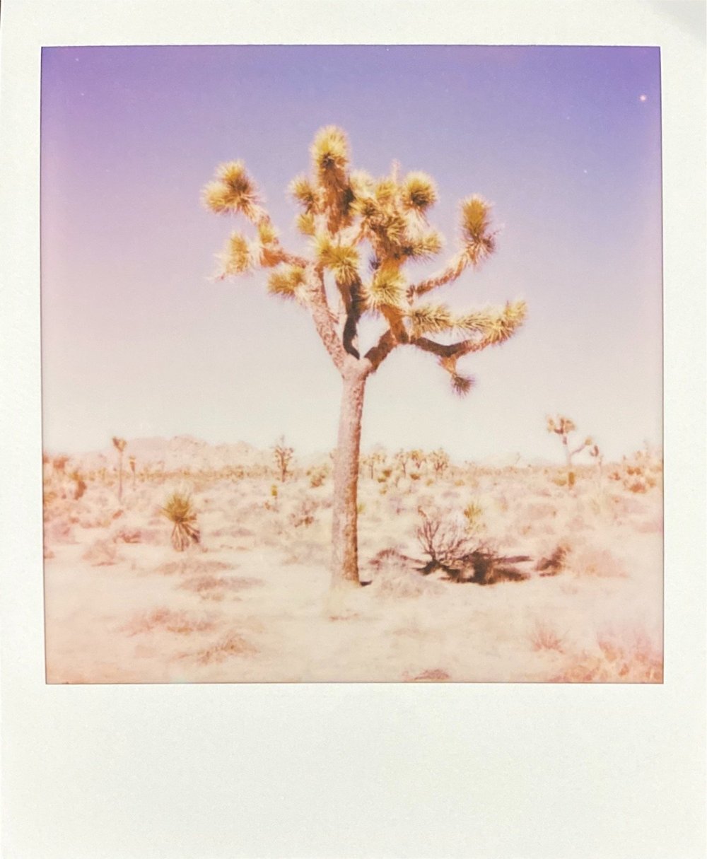 "Joshua Tree, February 2022" by&nbsp;Richard&nbsp;Hayden