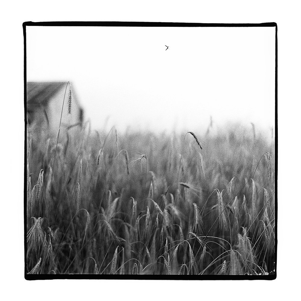 Amee_Ellis_Grass_Barn_Bird.jpg