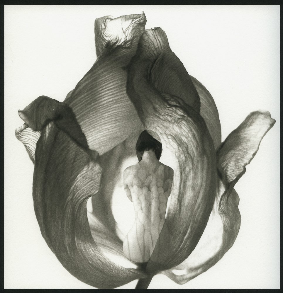 Donald_MacDonald_Nymph_in_Tulip.jpg