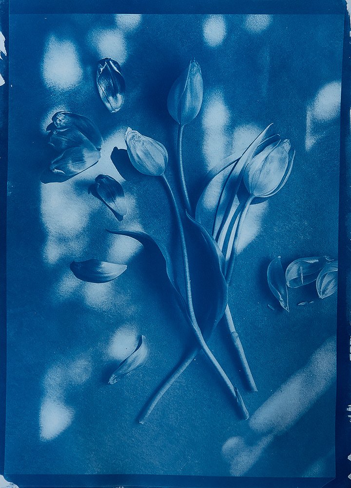 Kathryn_Elsesser_Tulips_in_Blue.jpg