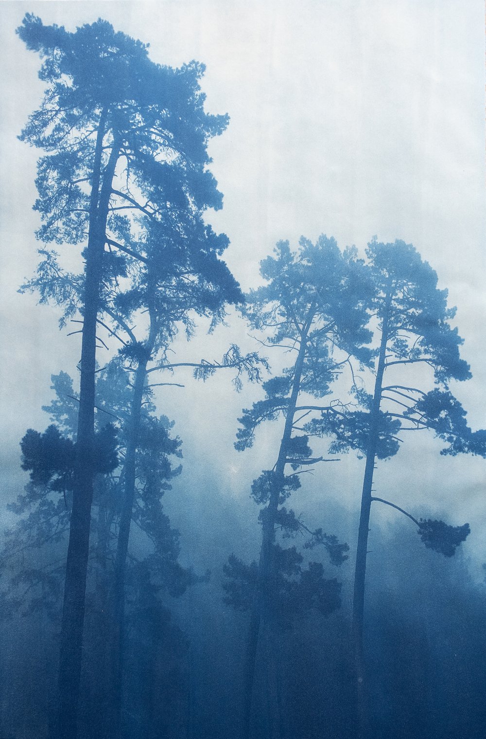 "Foggy Morning Pines" by Christine So