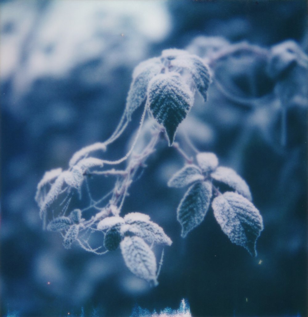 "Icy Leaves" by Mari-ann Curtis