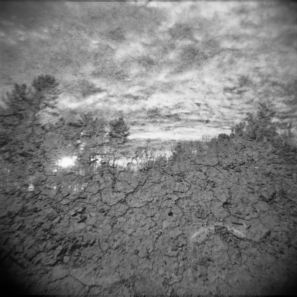 "Arizona Scorched Earth and Massachusetts Trees" by Lisa Tang Liu and James David Tabor