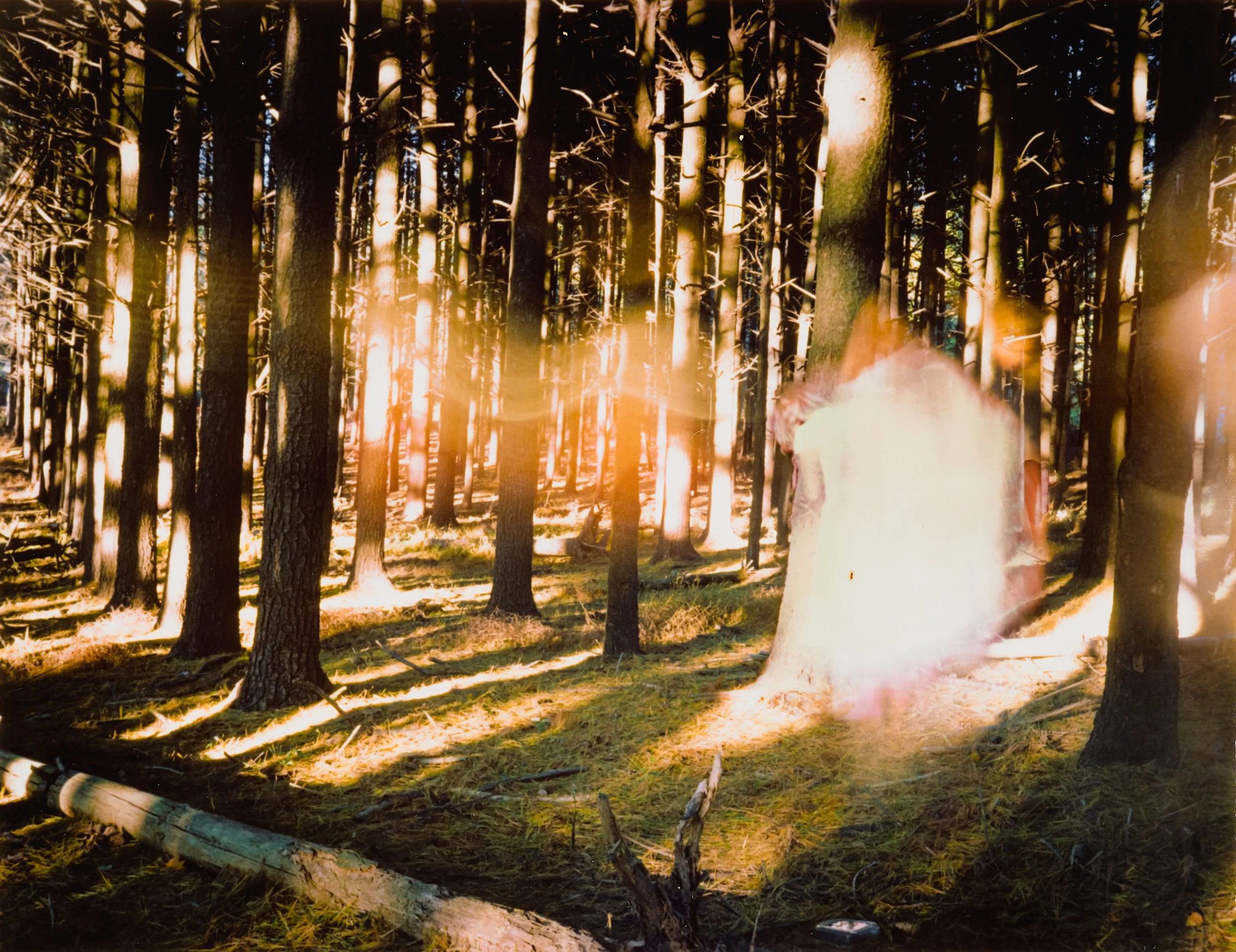 "The Forest"