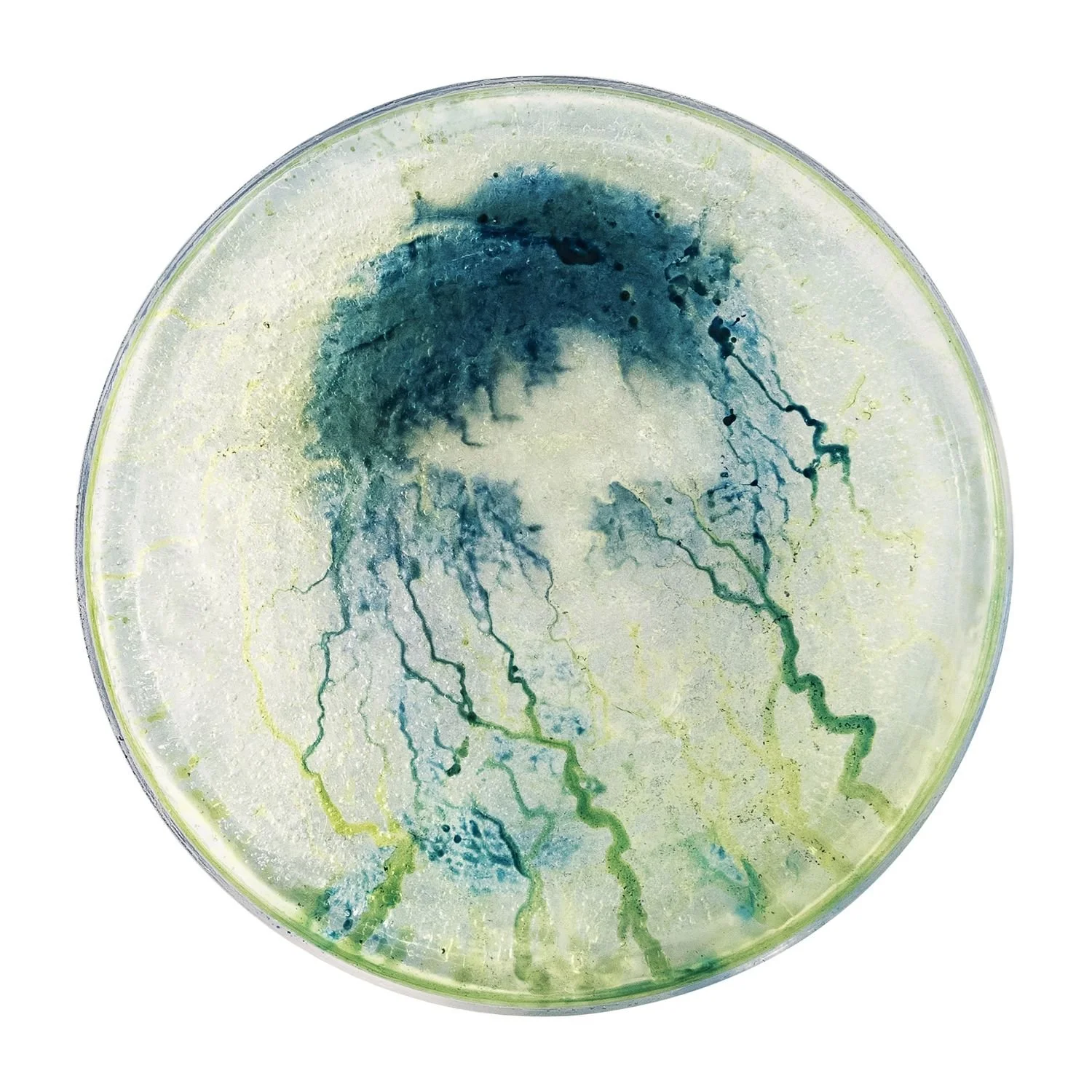 6 - 6_narciso  - da2953c3-5db0-433c-997f-786161c47c2a.jpg