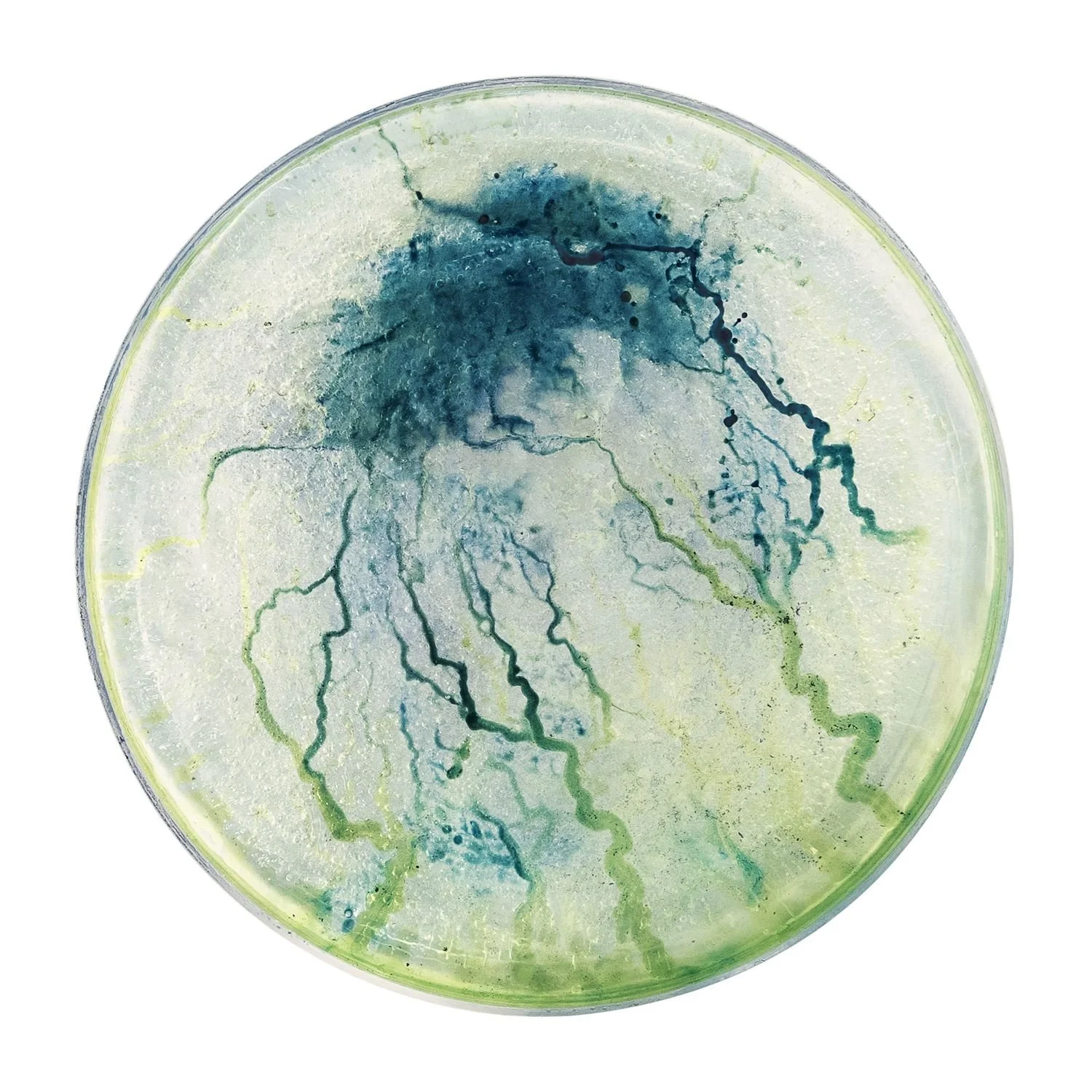 7 - 7_narciso  - 8eed99bf-ecae-4e72-b332-62994b7e3b30.jpg