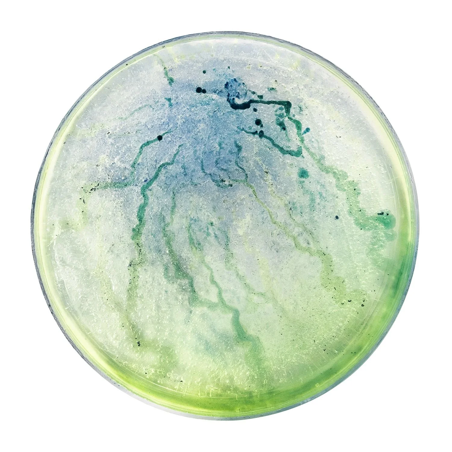 8 - 8_narciso  - 91cf248a-335b-4141-a0bf-35a4e55960ba.jpg