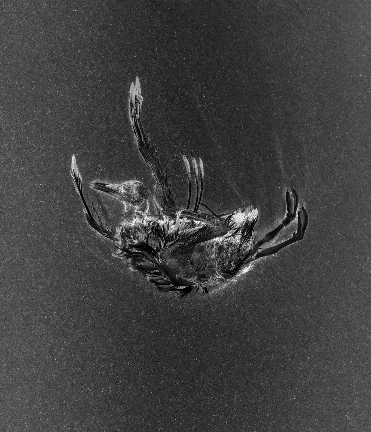 1 - The bird - 94a66203-d756-494d-8290-5570c553c736.jpg