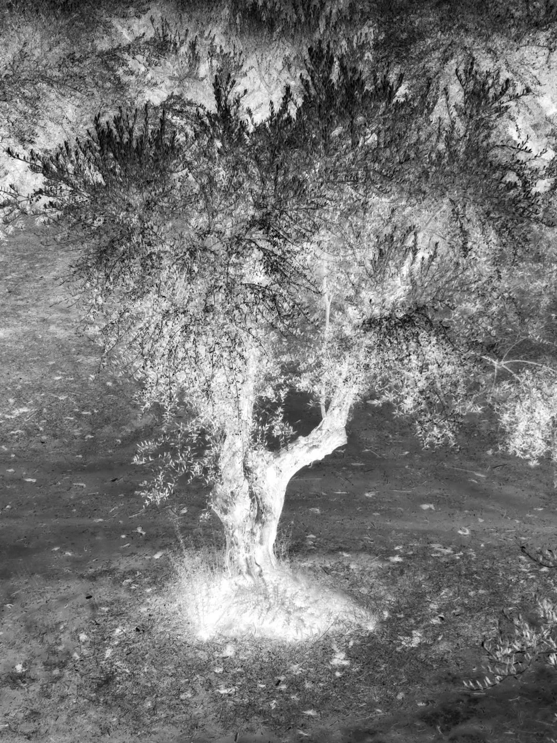 2 - Tree of light - b053add3-e88d-46b1-9b5b-7cc4f6f5c9bf.jpg