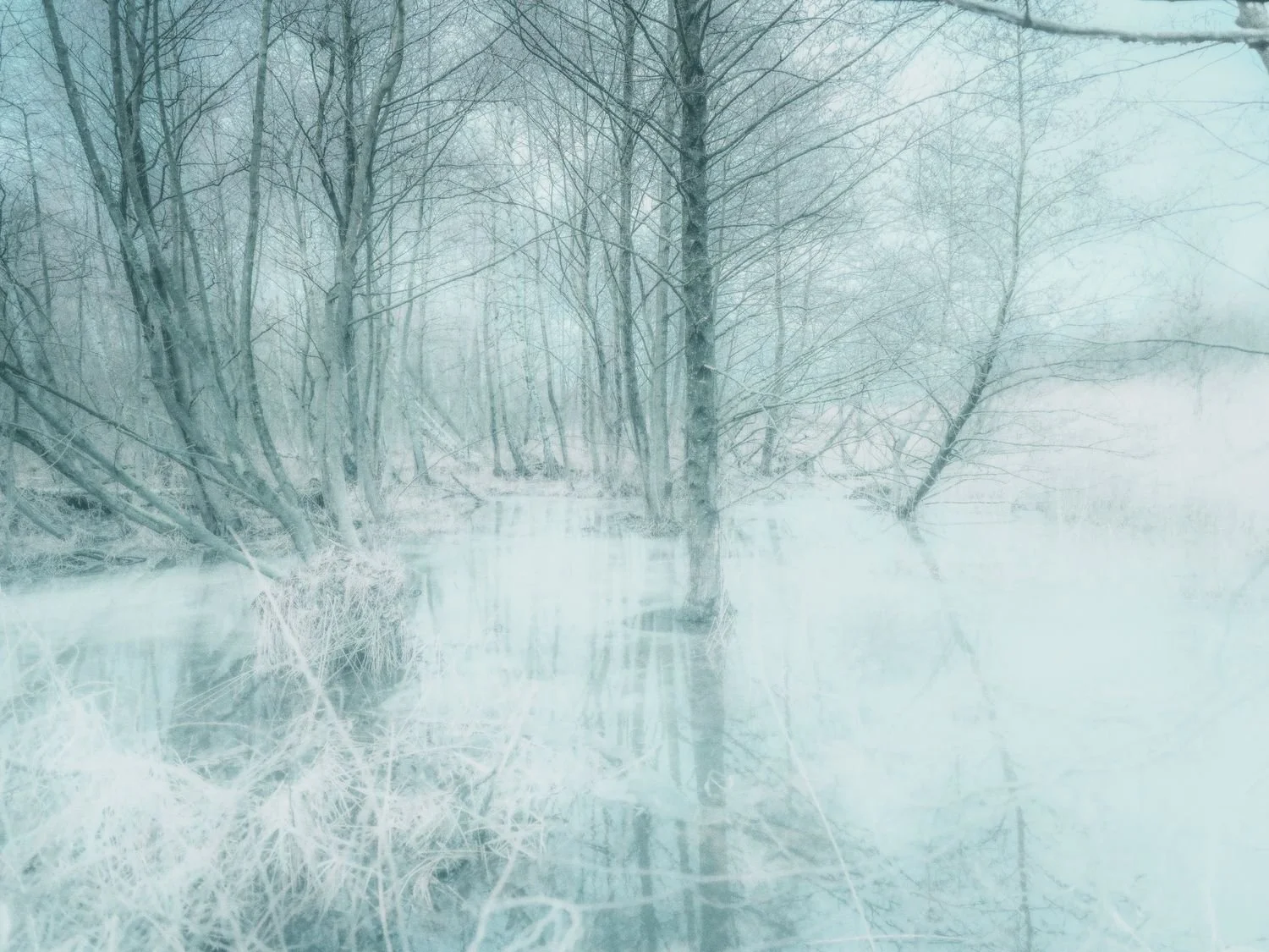 3 - Silent Forest - 2472c6f9-186b-4191-b21e-1de6add49f81.jpg