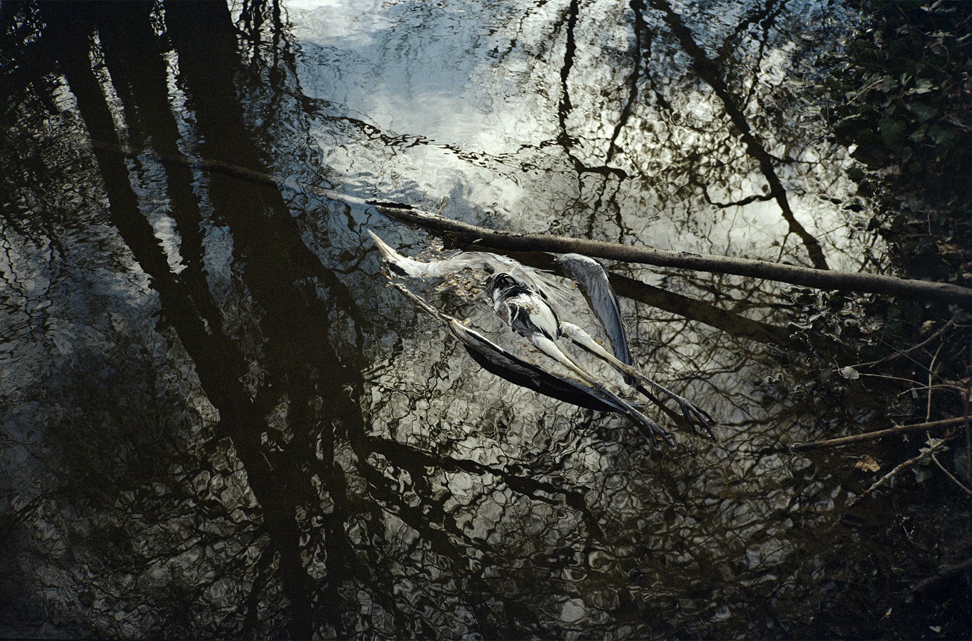 "Grey Heron" by Ema Lančaričová