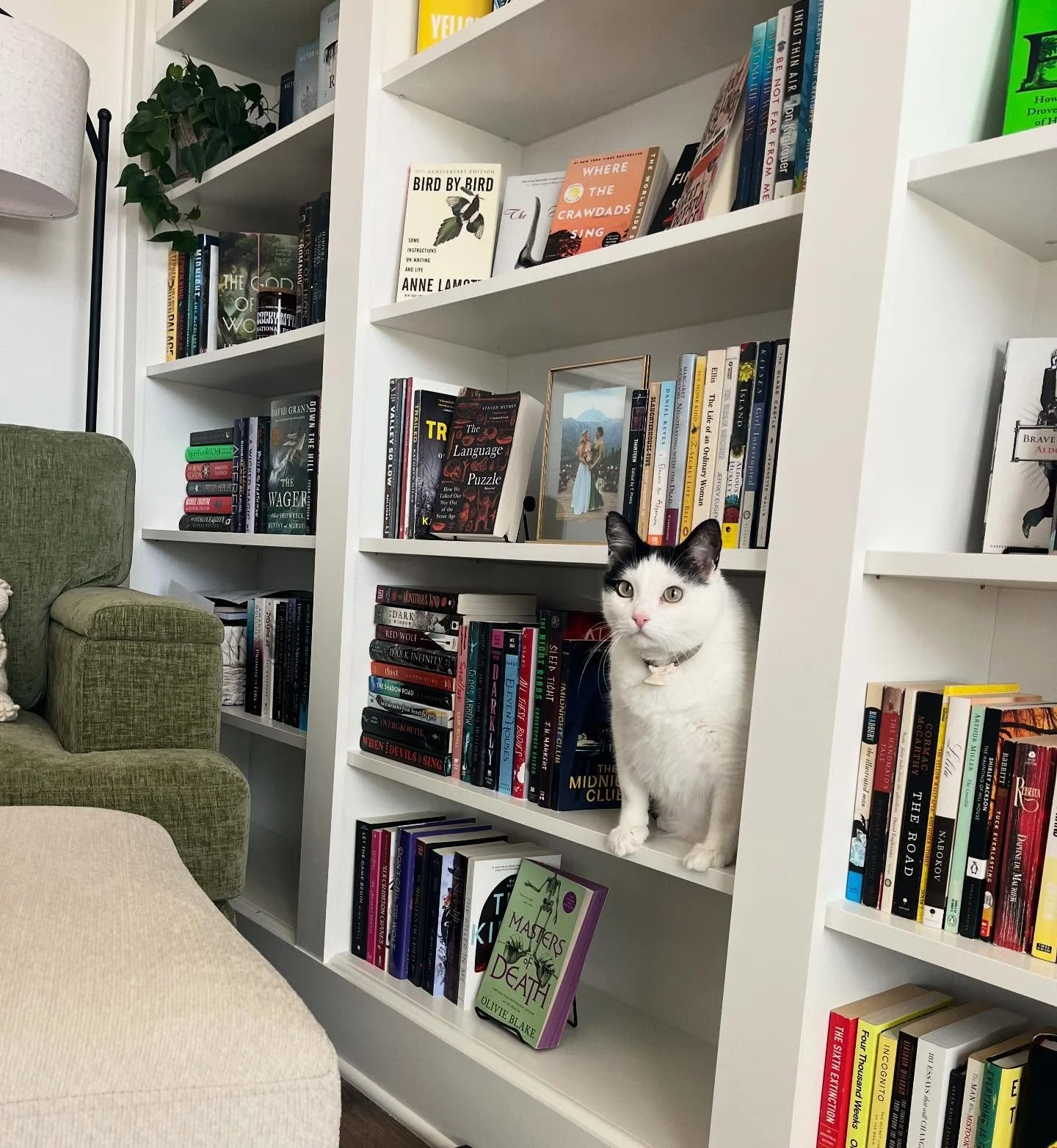 Heard a loud thunk behind me. He knocked a book out of his way to get to this elite spot. He&rsquo;s never done this before and I&rsquo;m cracking up.

Also he was declawed by previous owners (😤) but check out his adorable grinch paws.