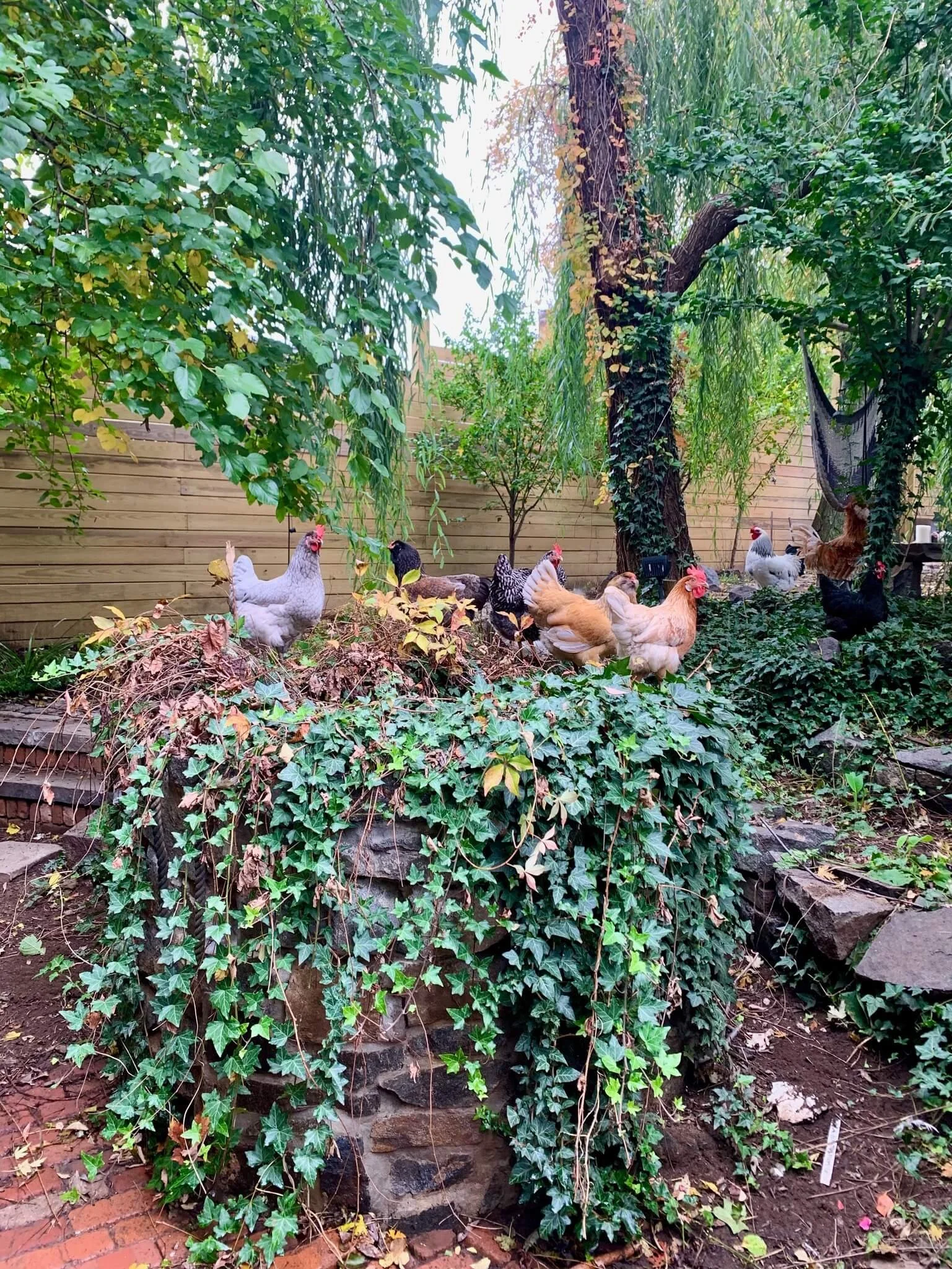 A group of chickens and roosters gathered around a leafy, stone raised garden bed in a backyard enclosed by a wooden fence, with trees and a hammock in the background.