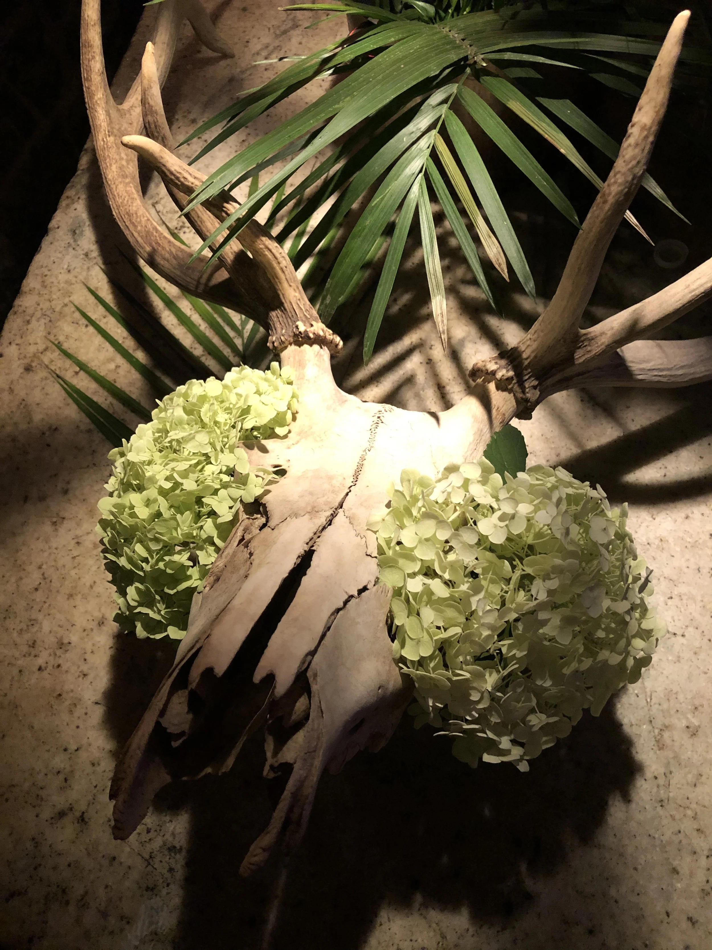 Arrangement of a mounted animal skull, antlers, and light green hydrangea flowers on a stone surface, with green leaves and a branch in the background.