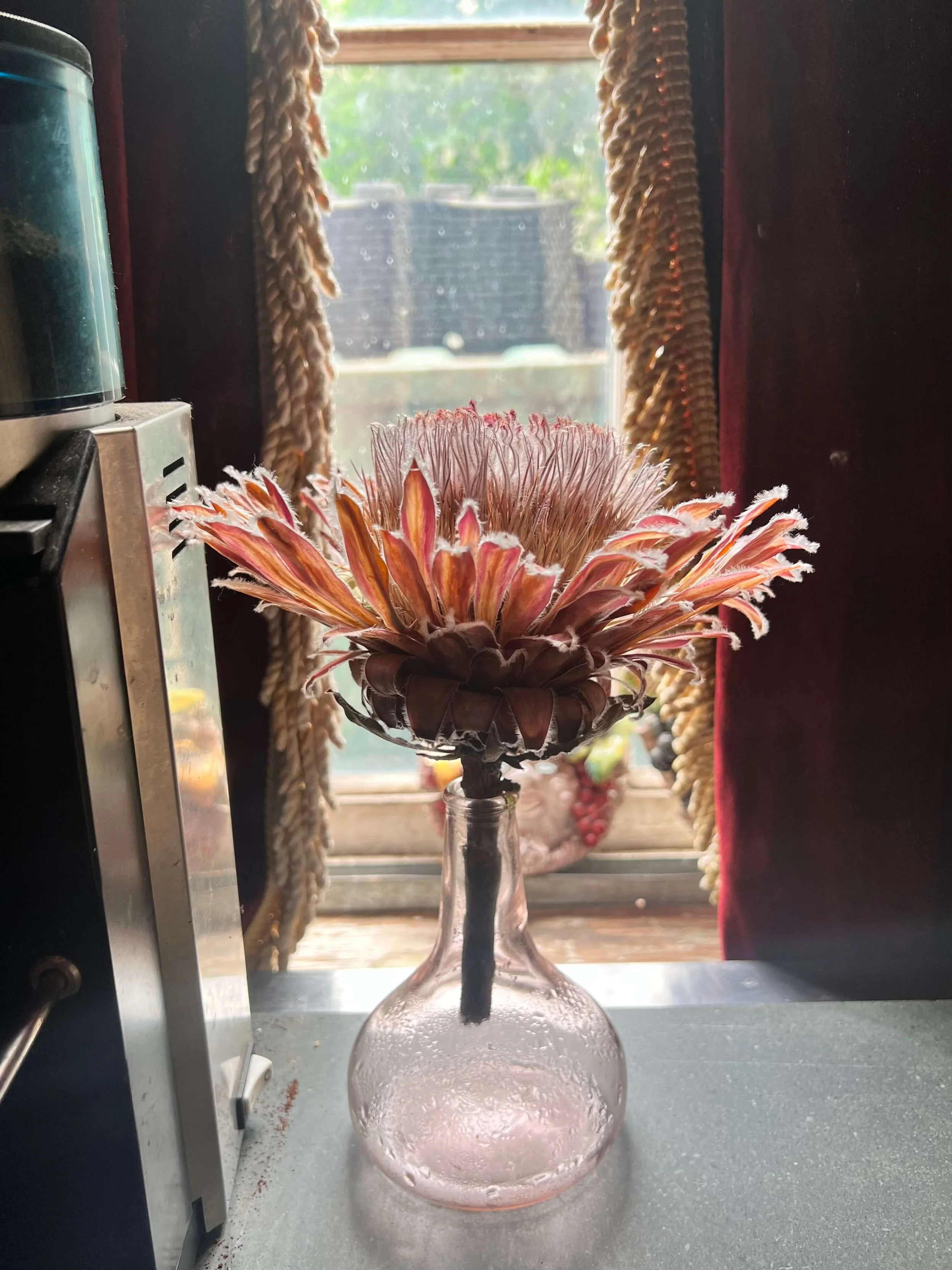 A pink protea flower in a clear glass vase sitting on a kitchen counter, with a window in the background showing a garden.