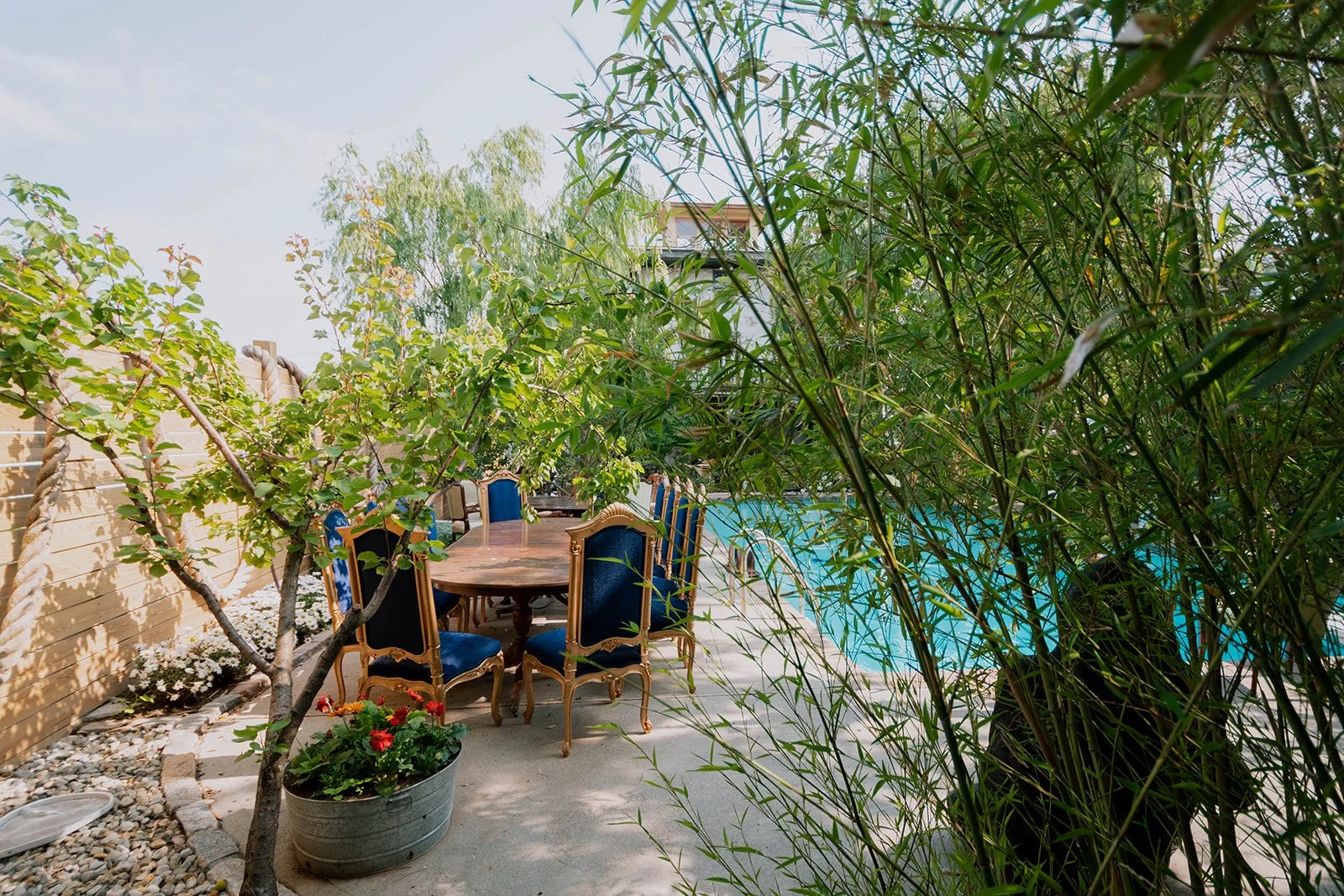 Outdoor backyard patio with a wooden dining table surrounded by blue and gold chairs, a small tree in a pot with red flowers, and tall leafy plants near a swimming pool, under a bright sky.