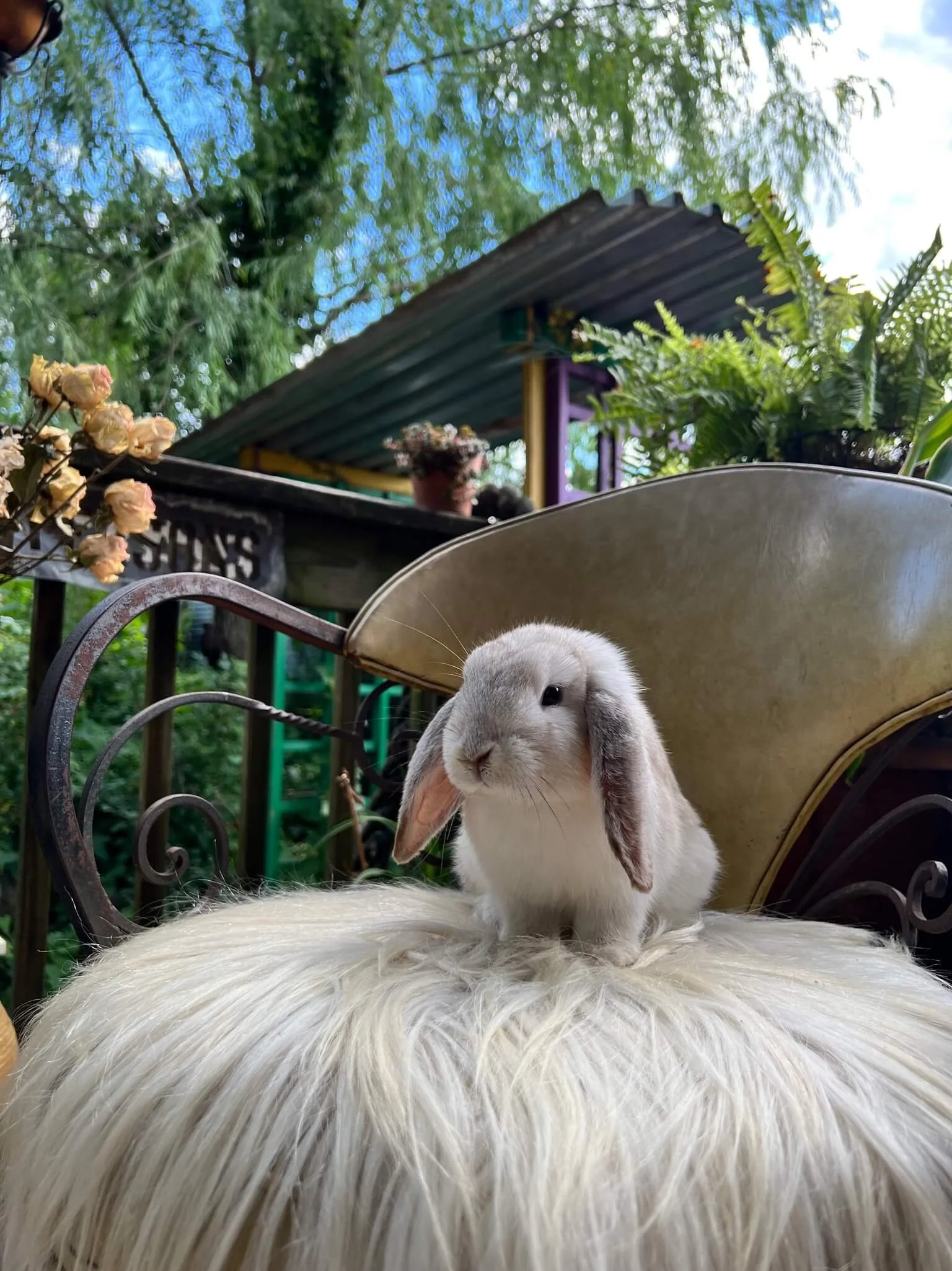 A small gray and white bunny rabbit with long ears sitting on a fluffy white surface outdoors, with plants and a small structure in the background.