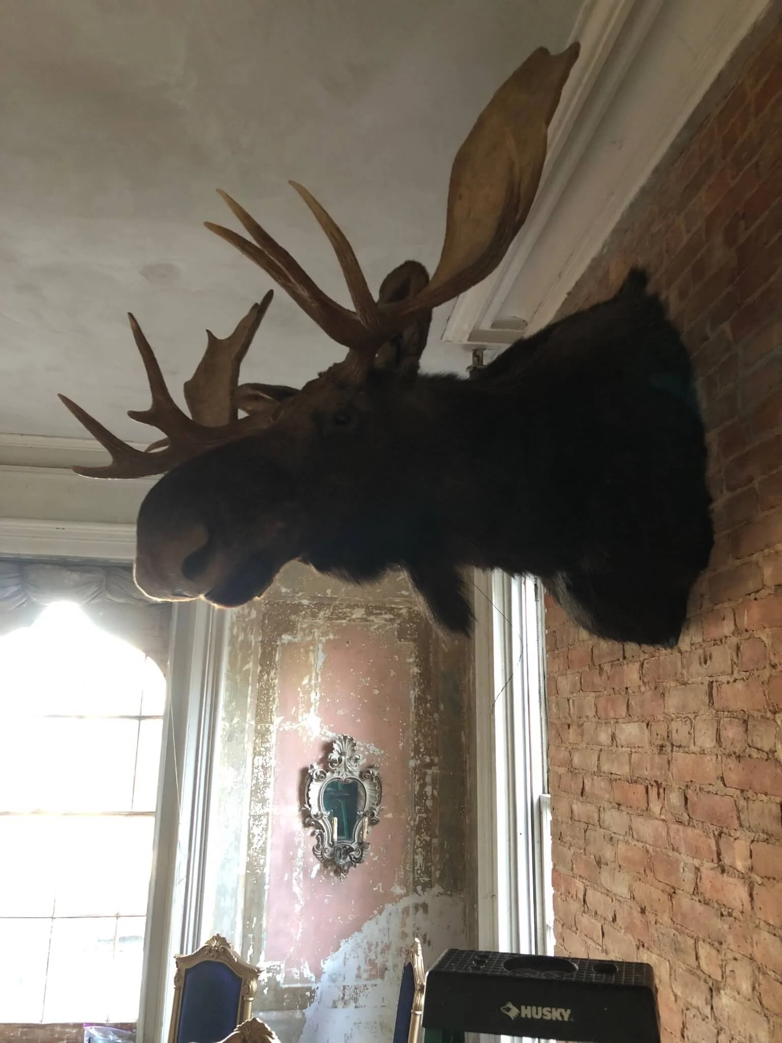Mounted moose head with large antlers in a room with rustic brick wall and vintage decor.